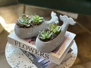 Succulents in a Whale