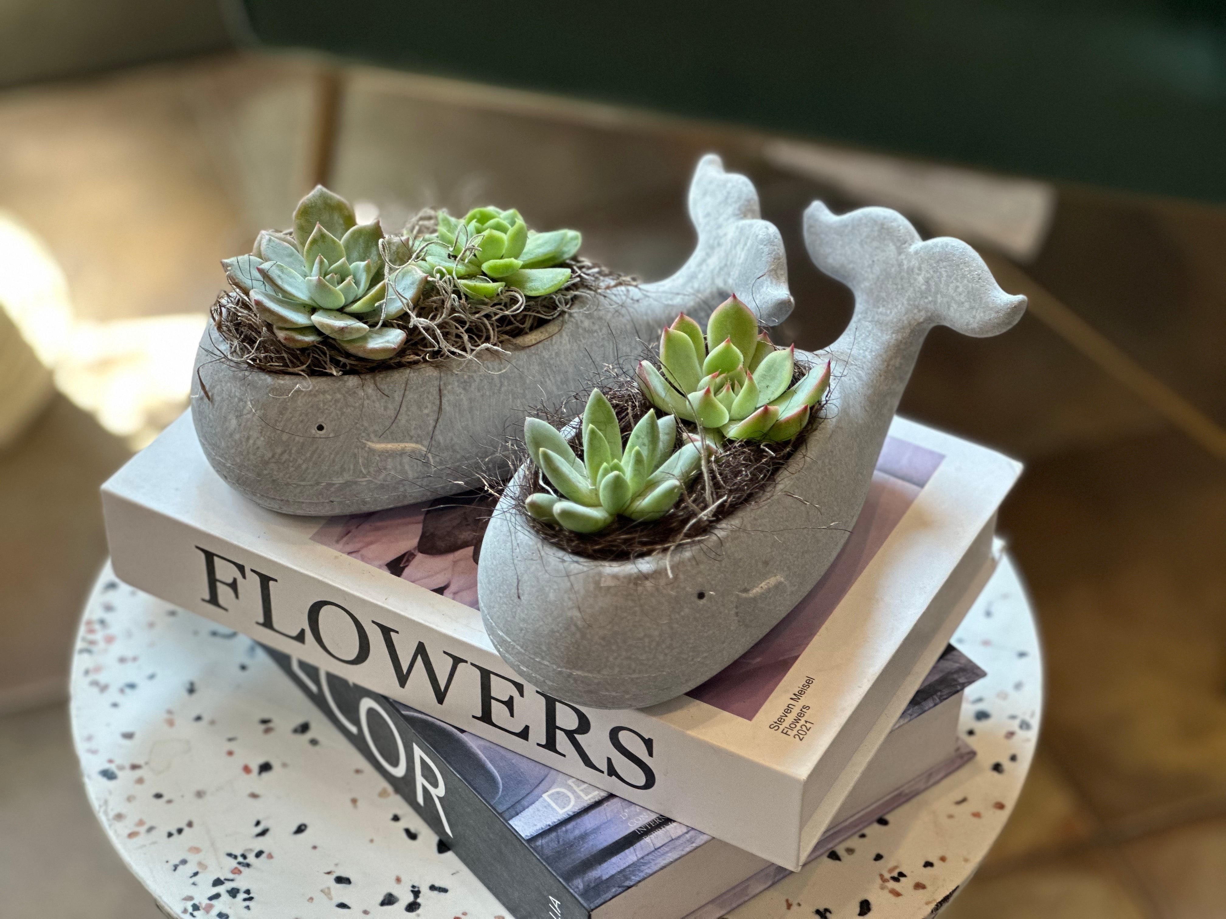 Succulents in a Whale