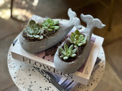 Succulents in a Whale