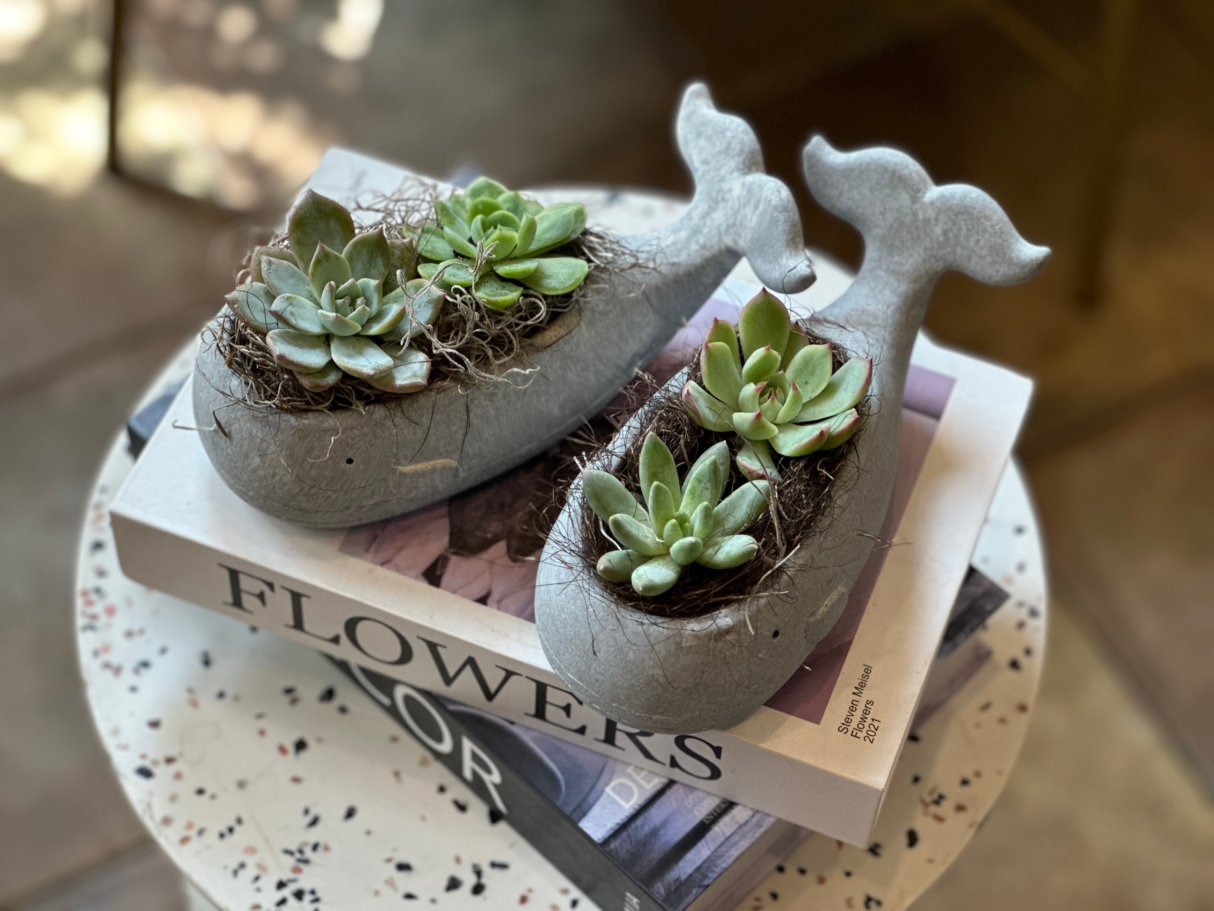 Succulents in a Whale