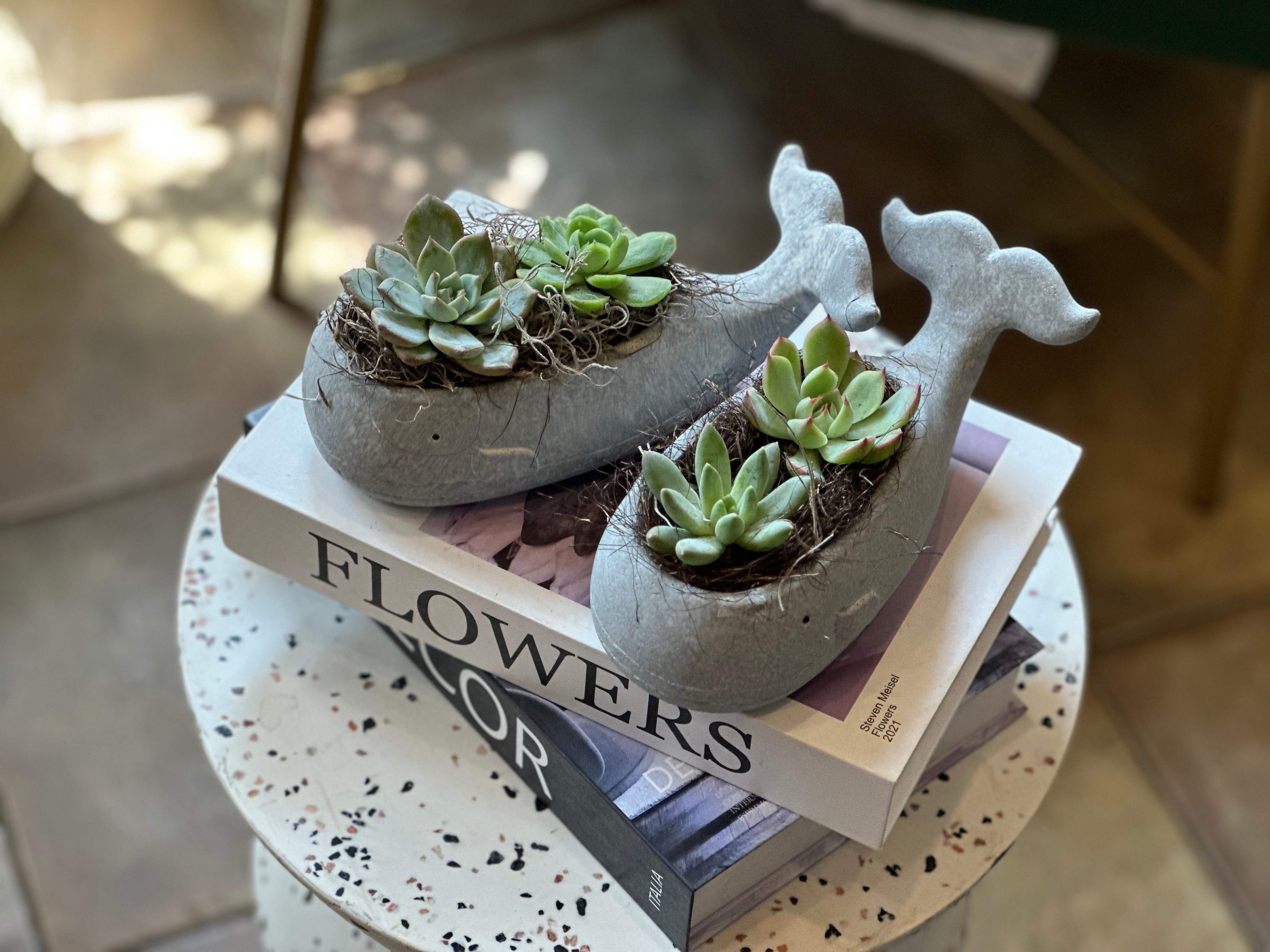 Succulents in a Whale