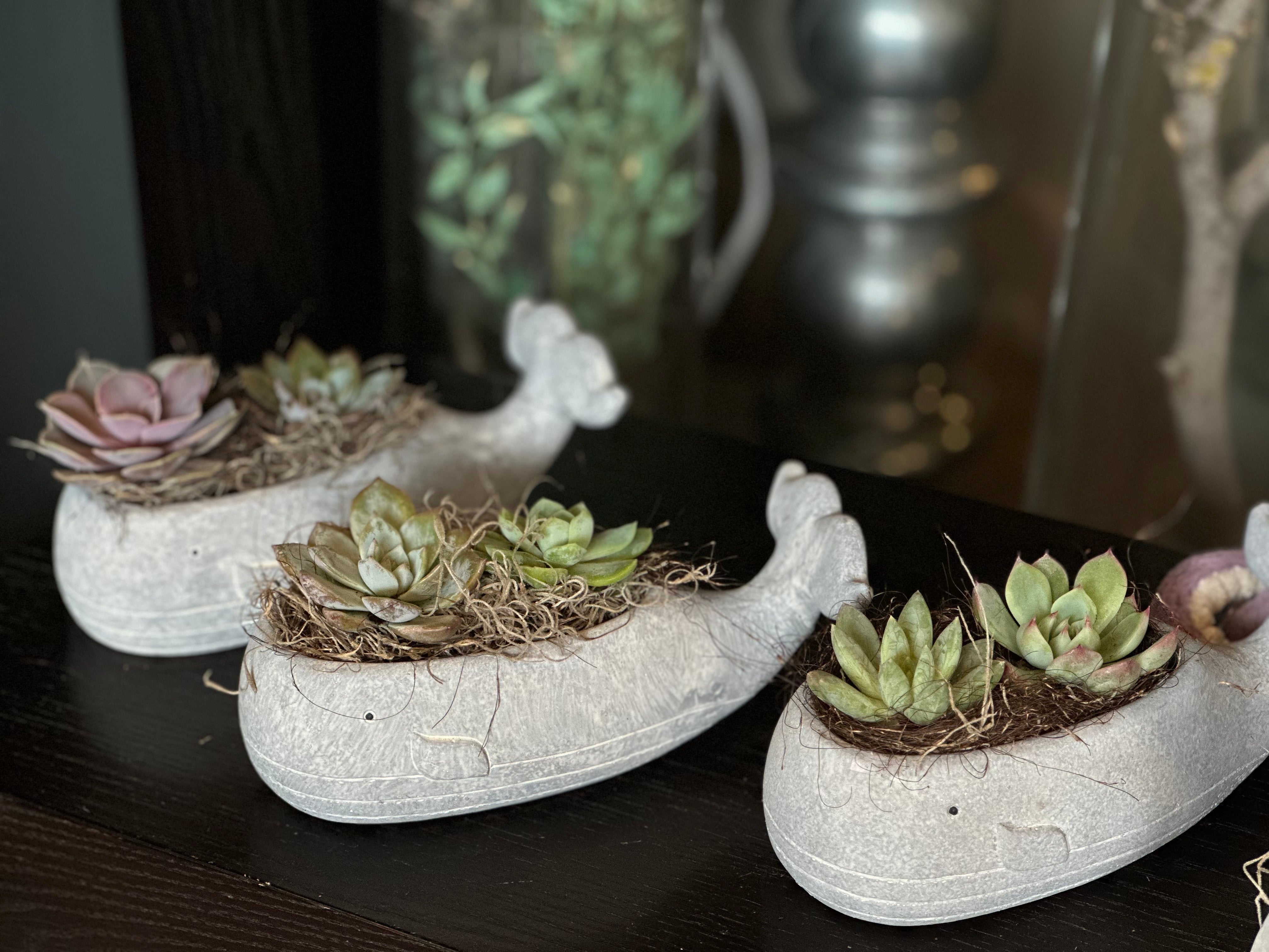 Succulents in a Whale