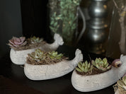 Succulents in a Whale