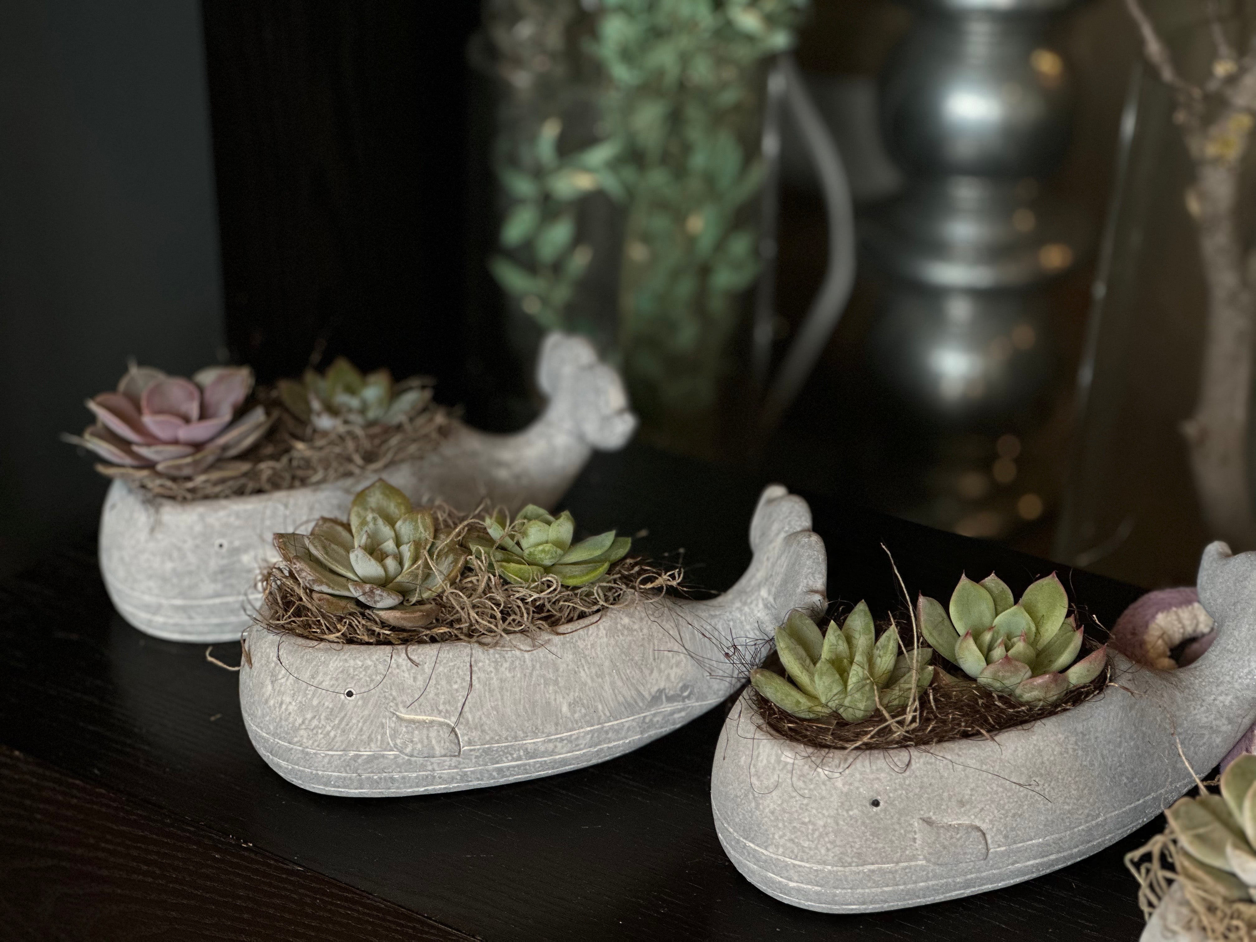 Succulents in a Whale