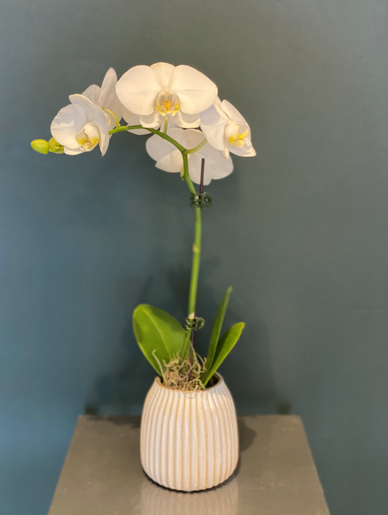 MOTHER'S DAY-Single Mini  Orchid