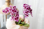Mini Sakura Orchid