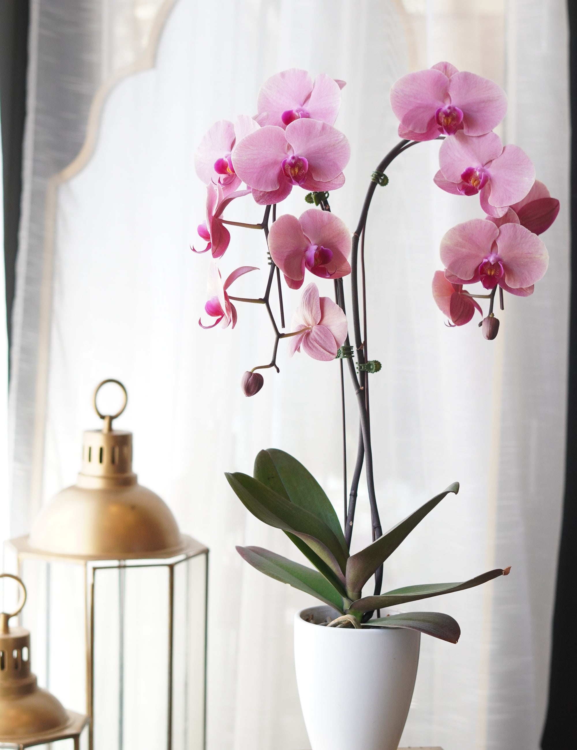 single Orchids