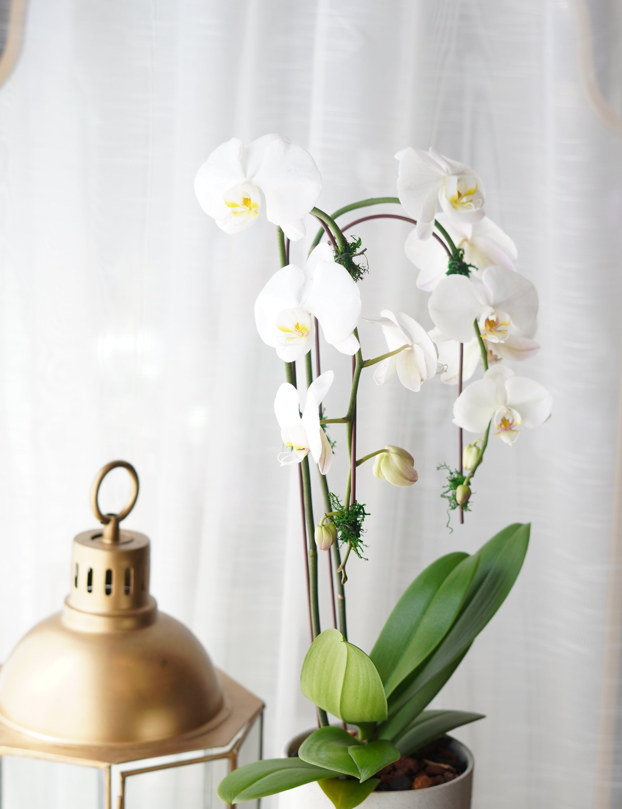 single Orchids