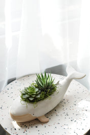 Succulents in a Whale