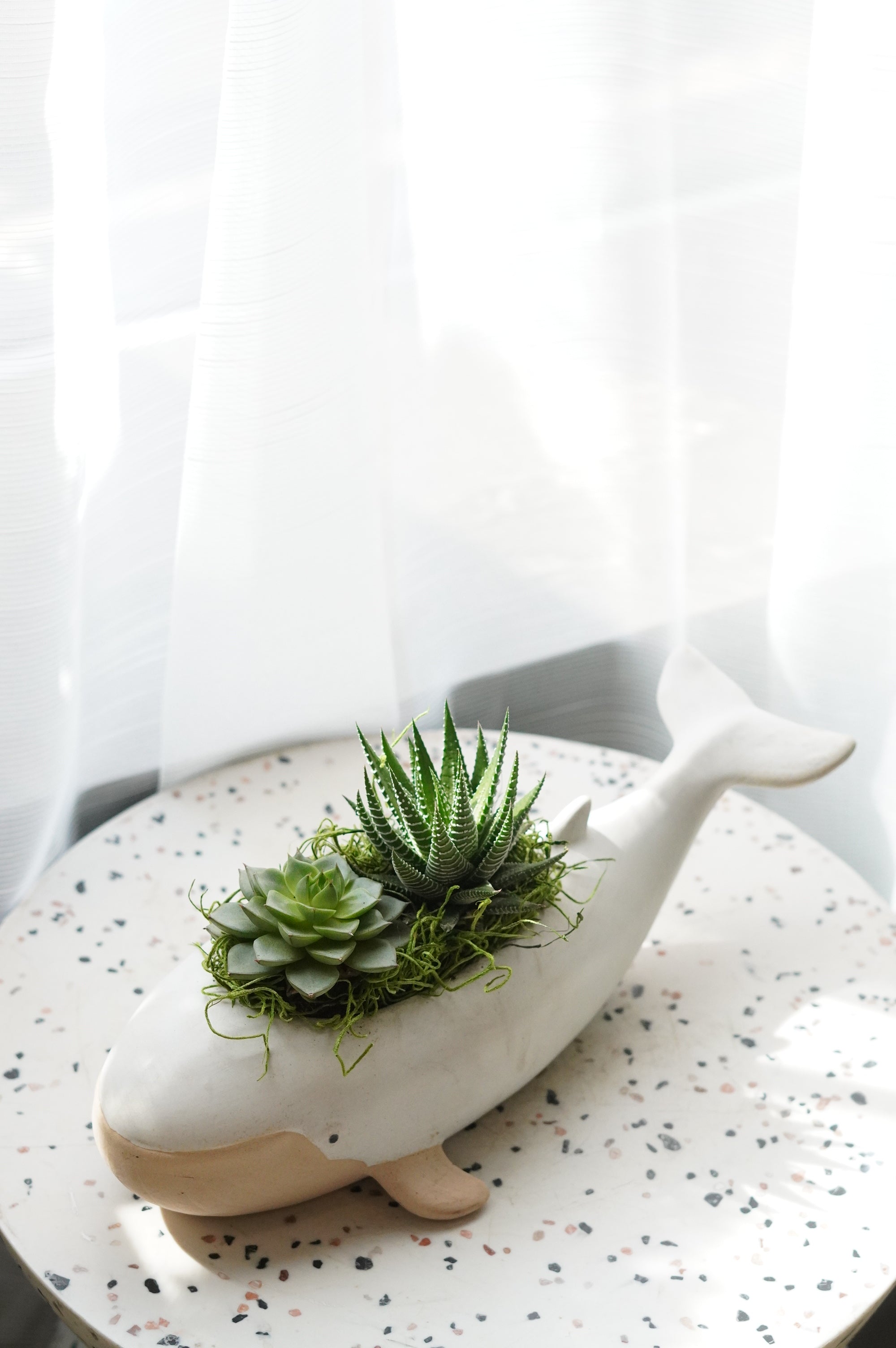 Succulents in a Whale