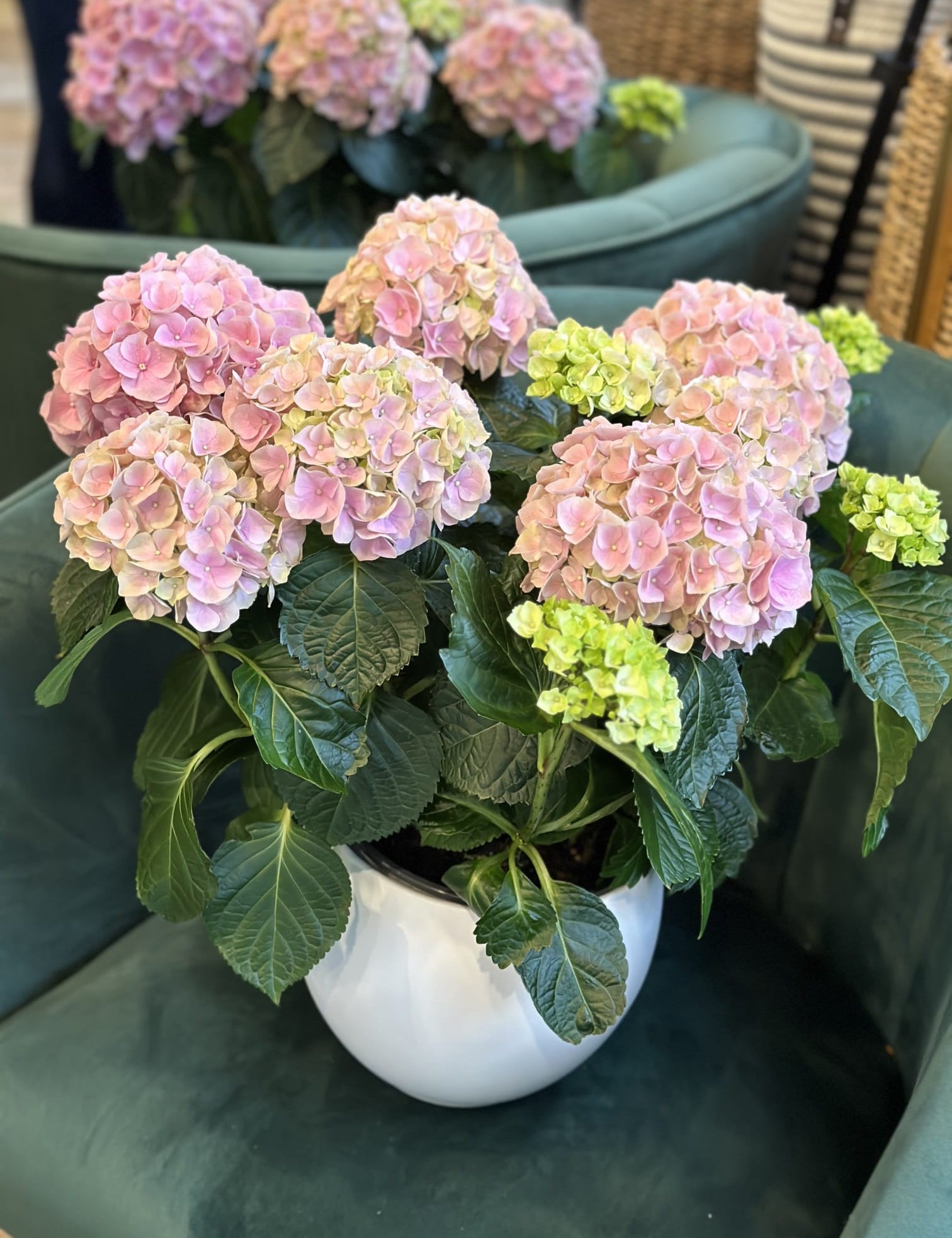 Hydrangea Flowers Pot