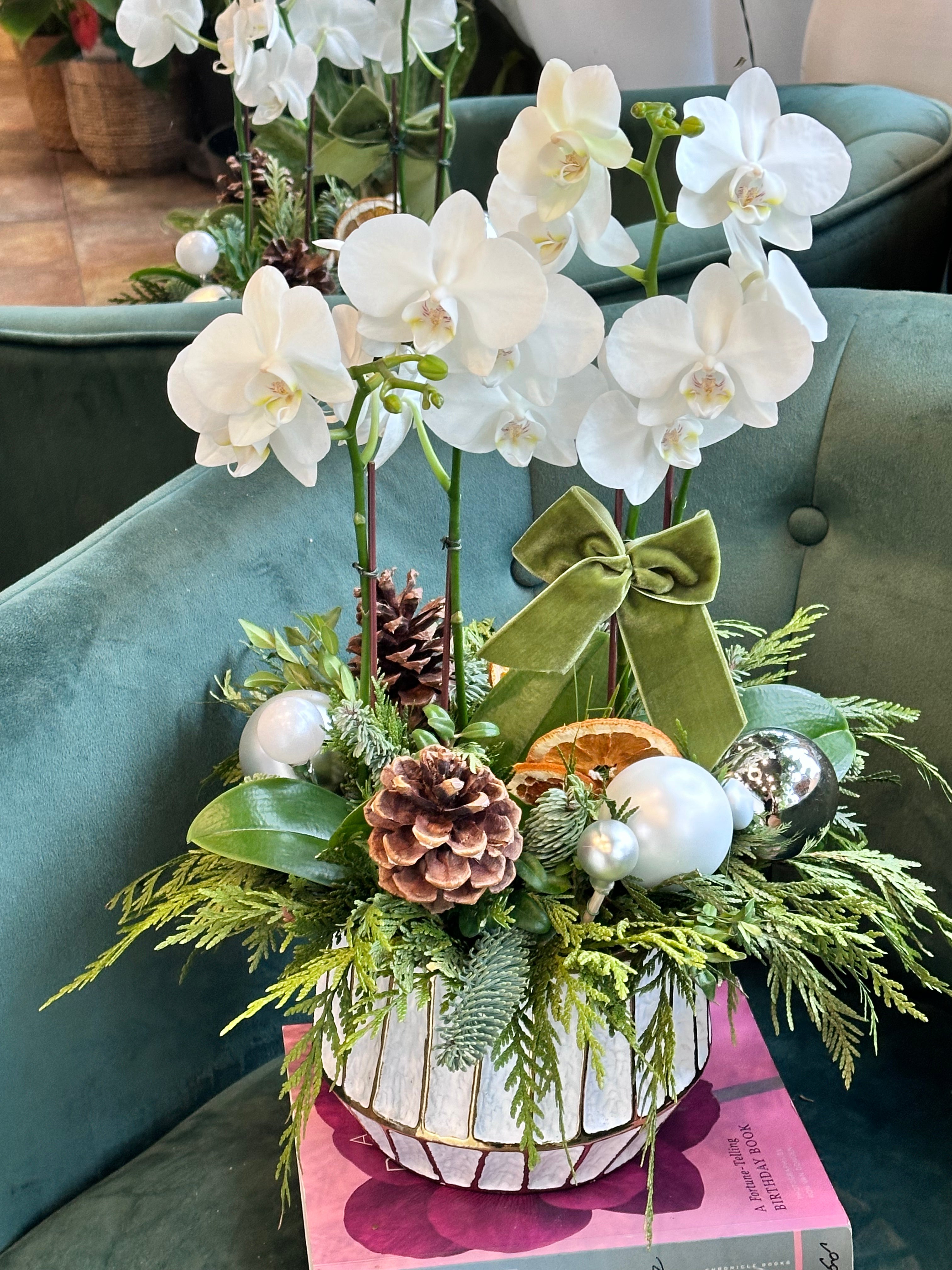Holiday Orchids
