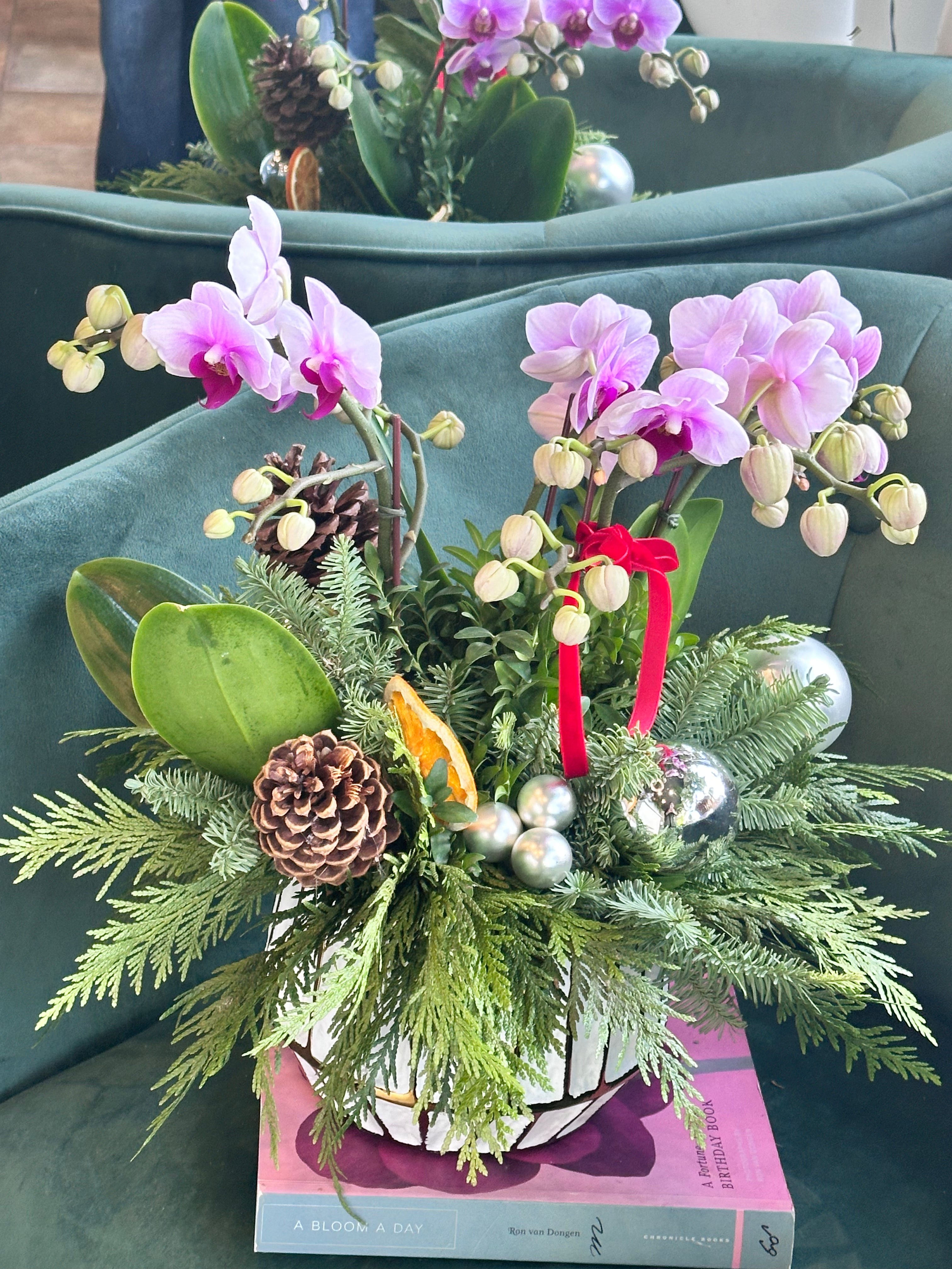 Holiday Orchids
