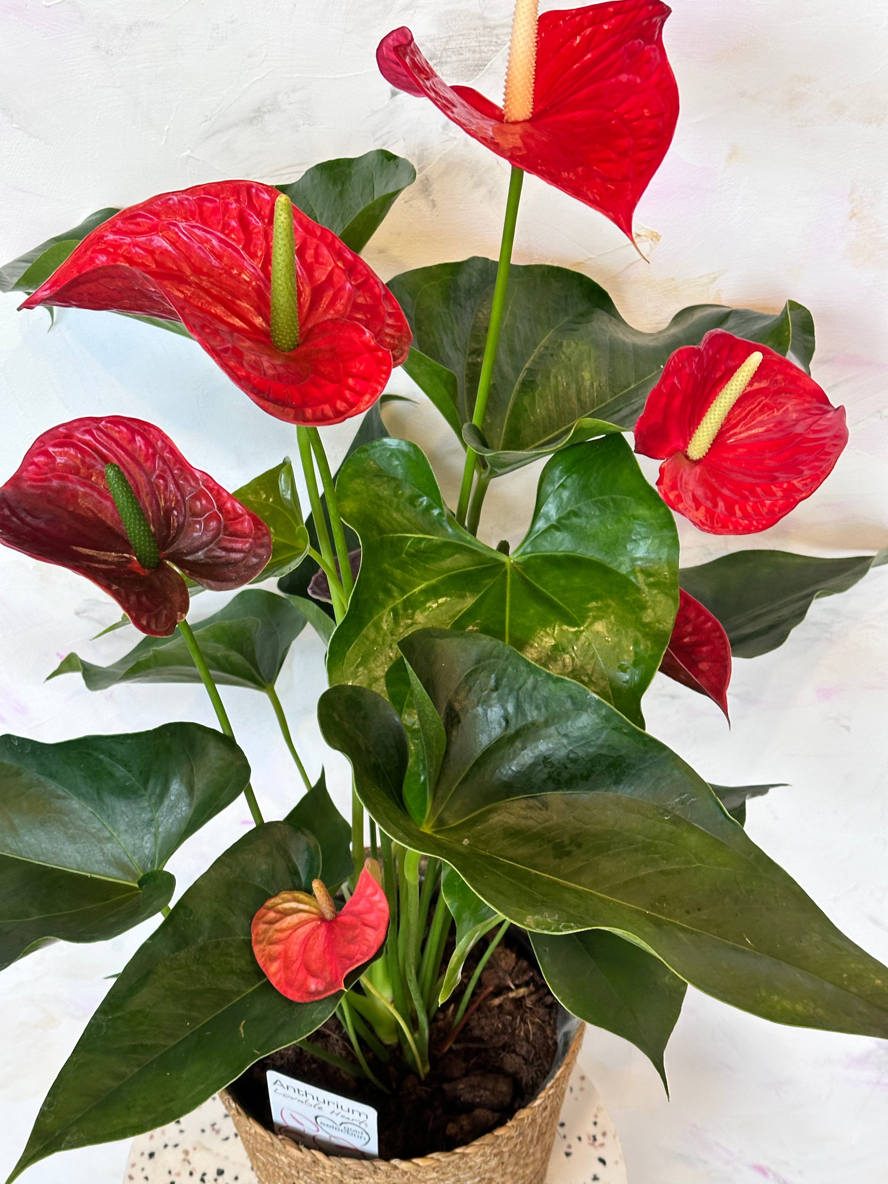 anthurium dakota Large Sympathy Anthurium | Flower Delivery Toronto | Flower Shop Toronto