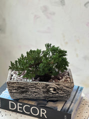 MOTHER'S DAY - Mini Bonsai