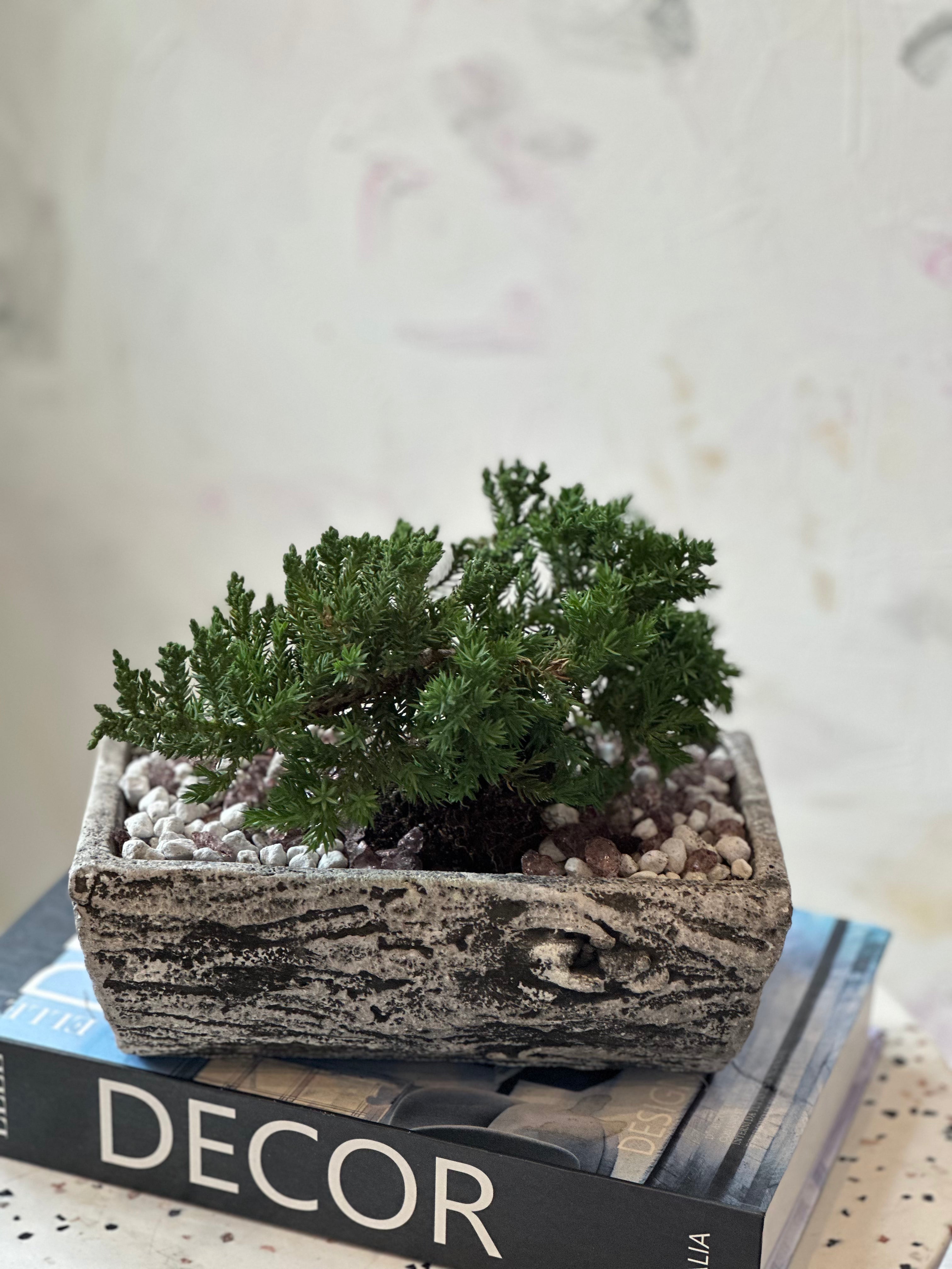 MOTHER'S DAY - Mini Bonsai