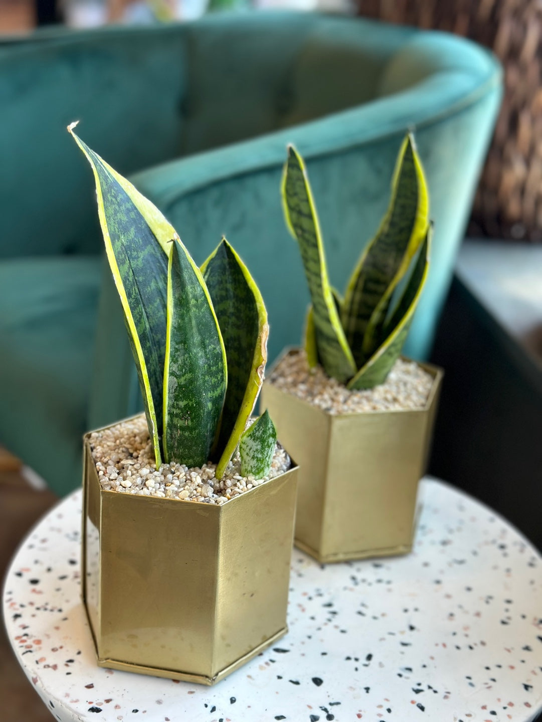 buy snake plants toronto Sansevieria | Flower Delivery Toronto | Flower Shop Toronto