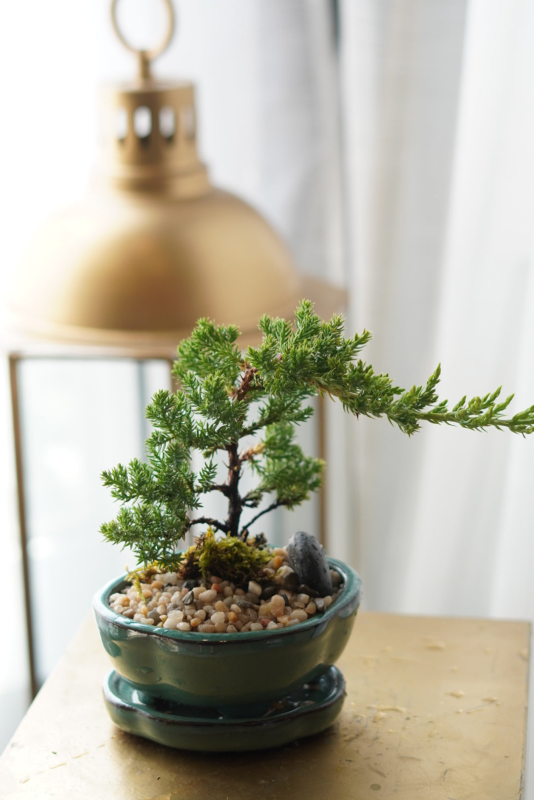 bonsai tree mother's day MOTHER'S DAY - Mini Bonsai | Flower Delivery Toronto | Flower Shop Toronto