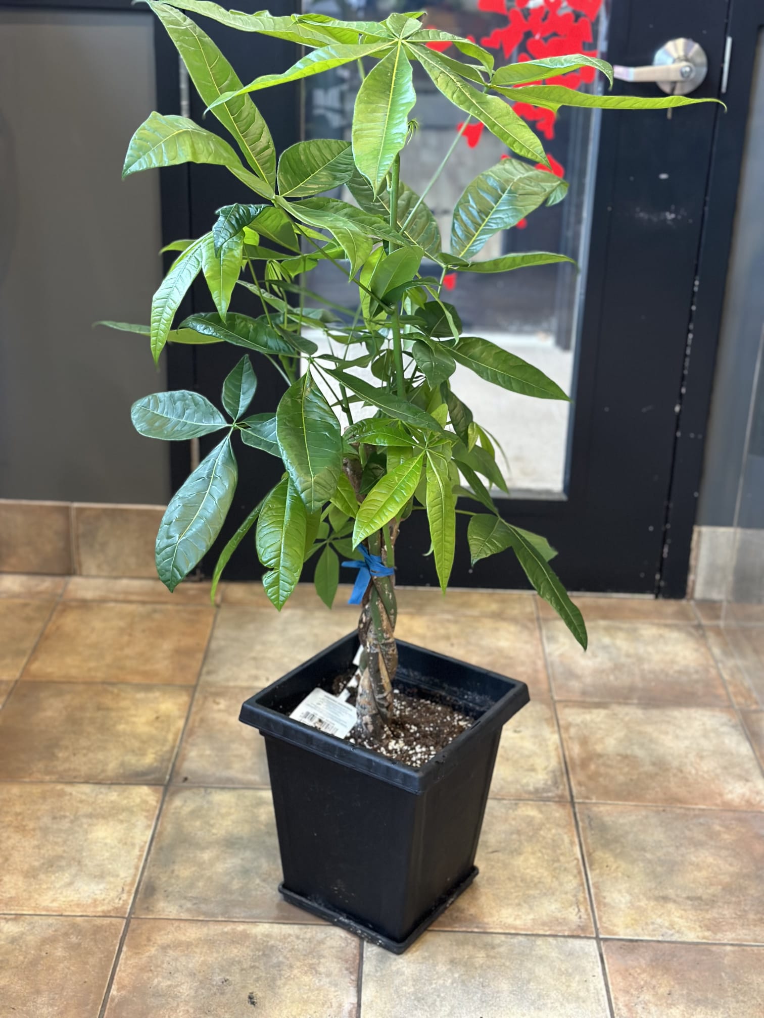Money Tree in Pot Flower Delivery Toronto Same Day Delivery Moon s Flowers Florist Same Day Flower Delivery Toronto GTA Oakville Flower Shop Moon s Flowers