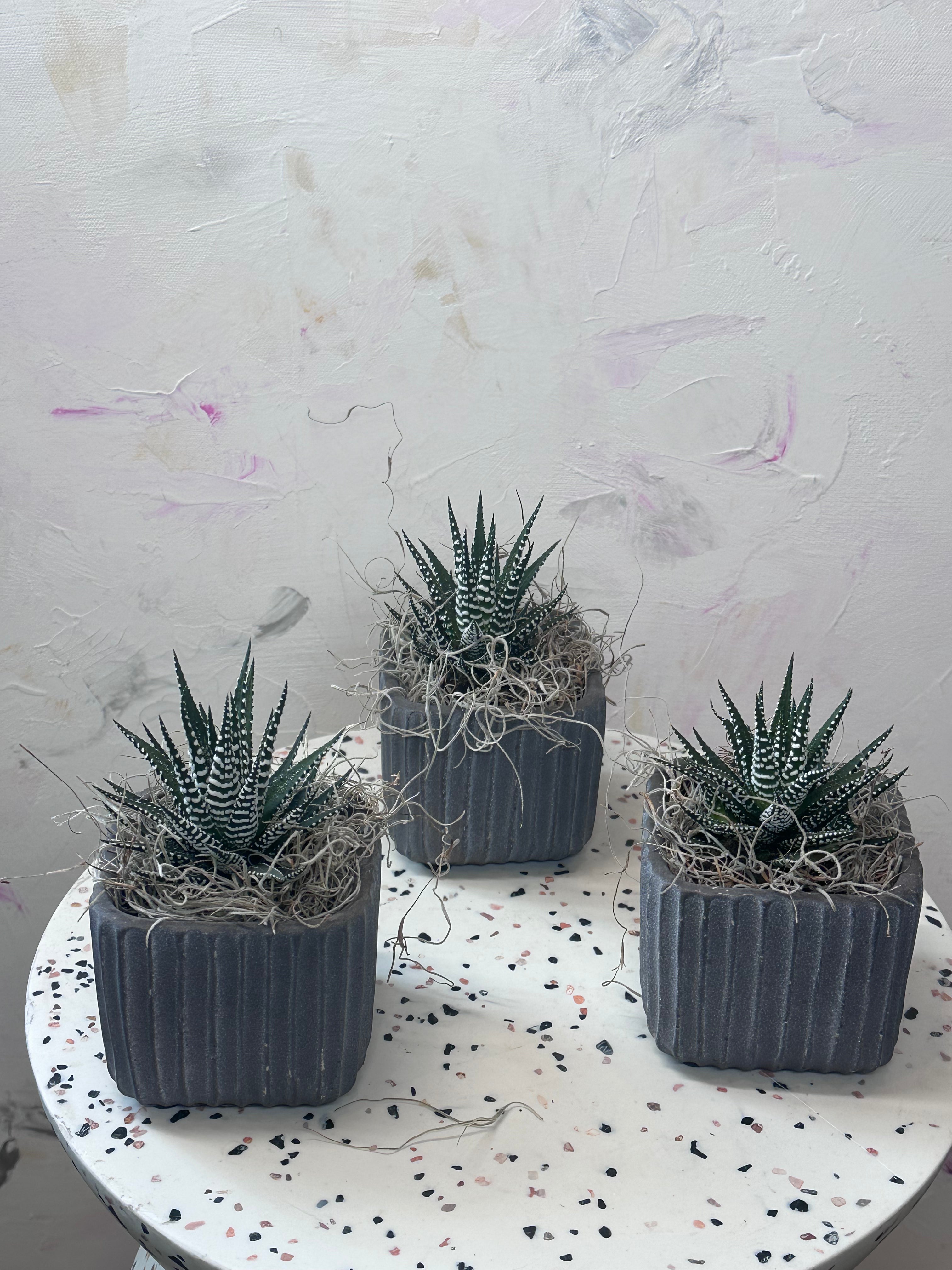 succulent plants toronto Succulents | Flower Delivery Toronto | Flower Shop Toronto