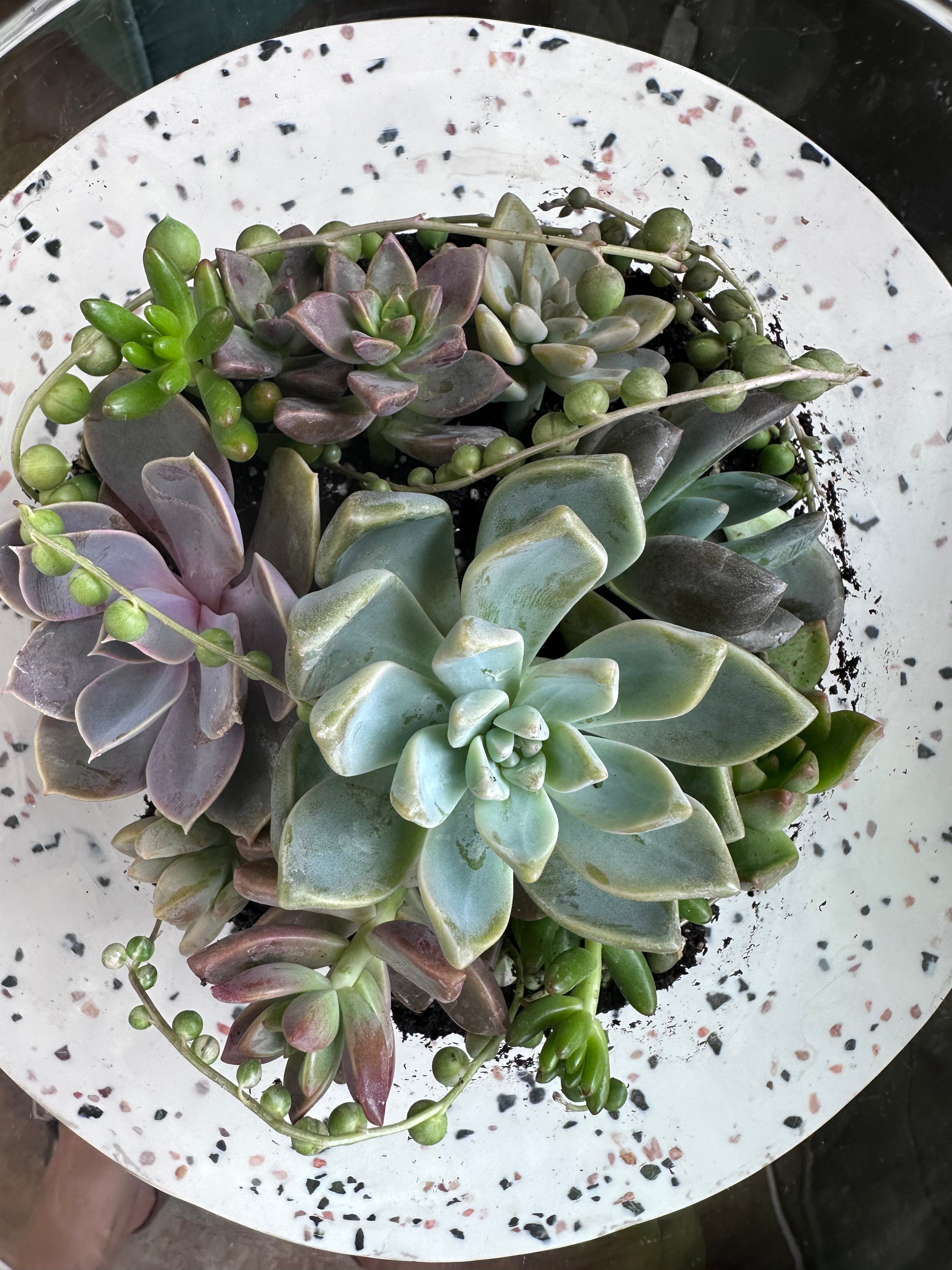 Succulents Terrariums Flower Delivery Toronto Same Day Delivery