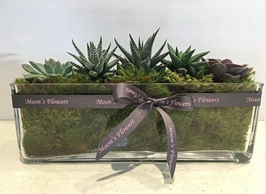 toronto succulent delivery Succulent Garden | Flower Delivery Toronto | Flower Shop Toronto