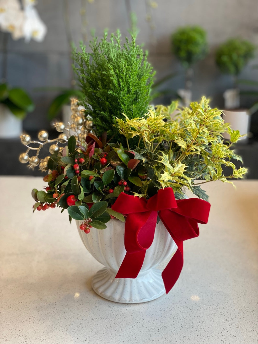 Holiday Mix Houseplants Same Day Flower Delivery Toronto Moon's