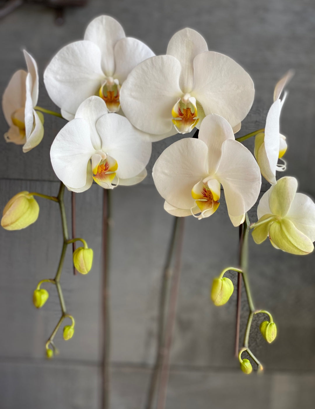 MOTHER'S DAY-single Orchids