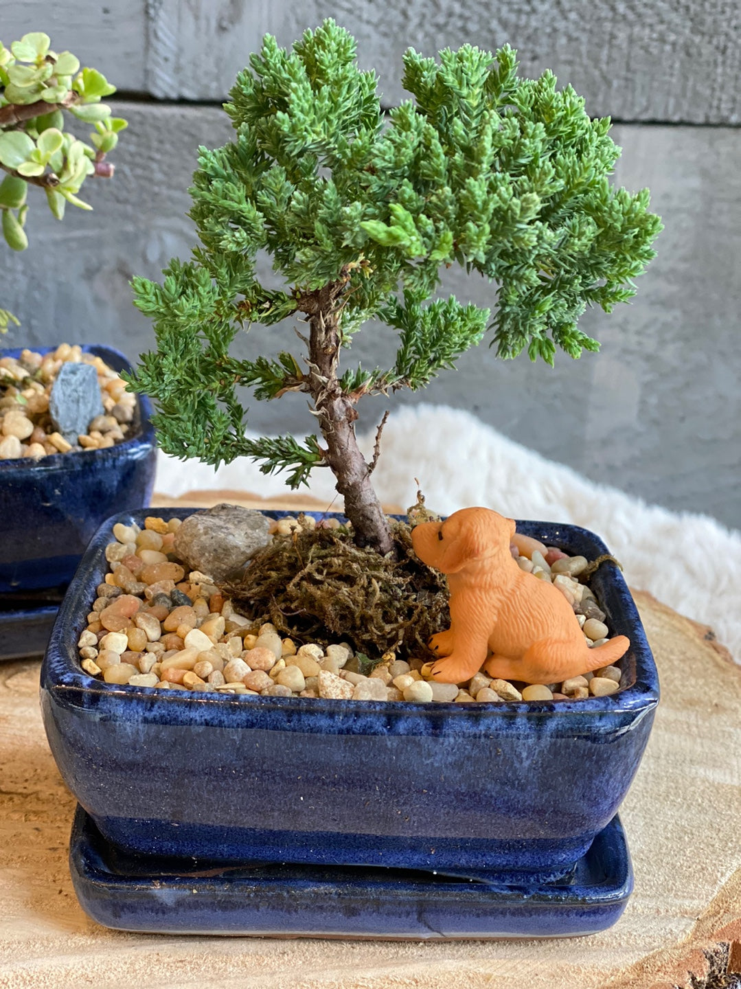 MOTHER'S DAY - Mini Bonsai
