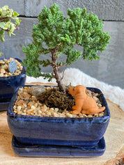 MOTHER'S DAY - Mini Bonsai