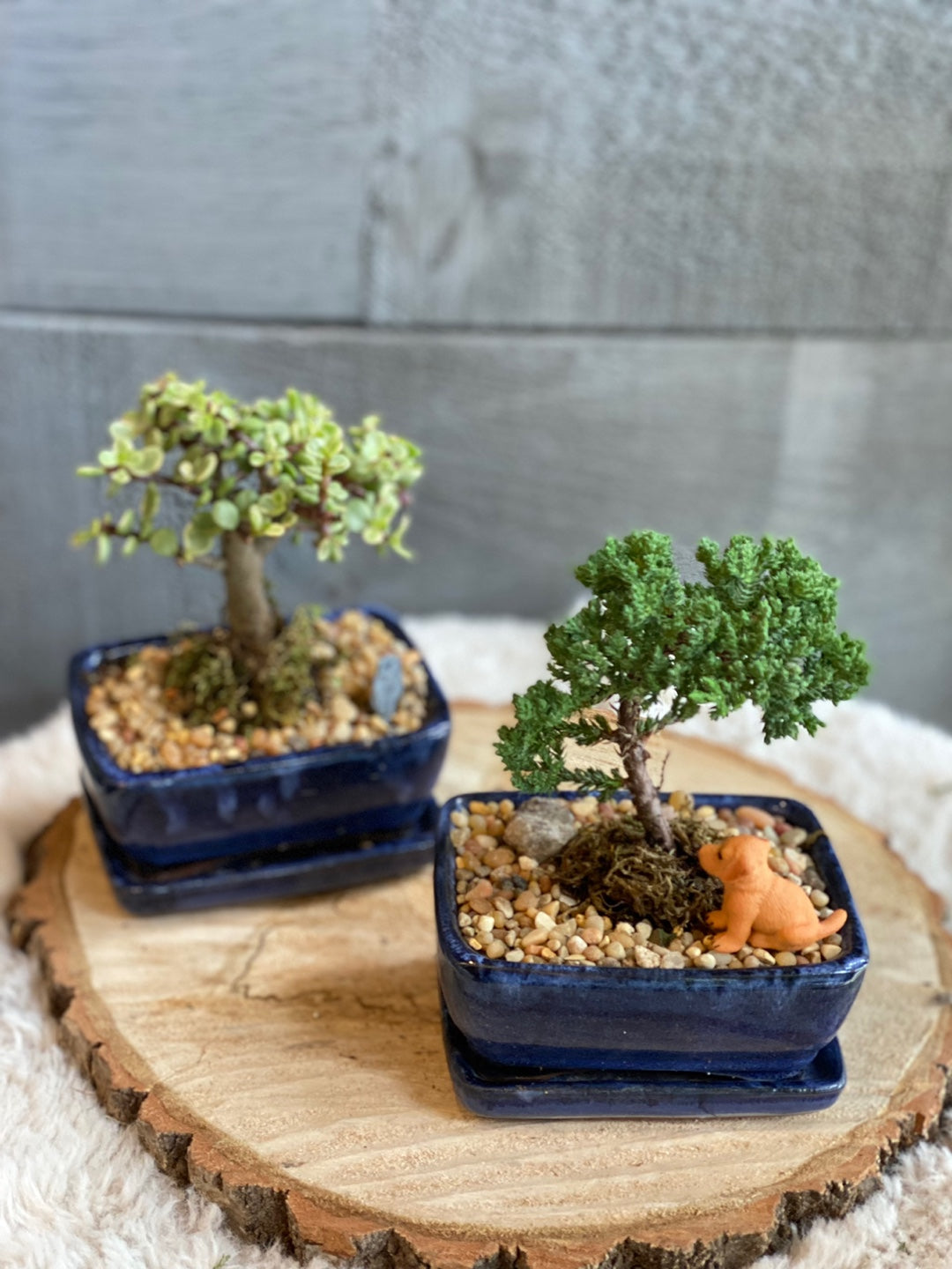 MOTHER'S DAY - Mini Bonsai