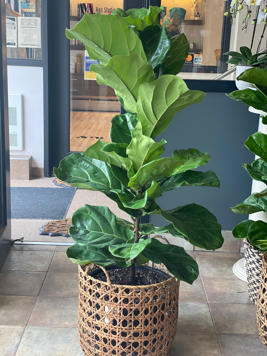 fiddle leaf fig vancouver Fiddle-leaf fig | Flower Delivery Toronto | Flower Shop Toronto