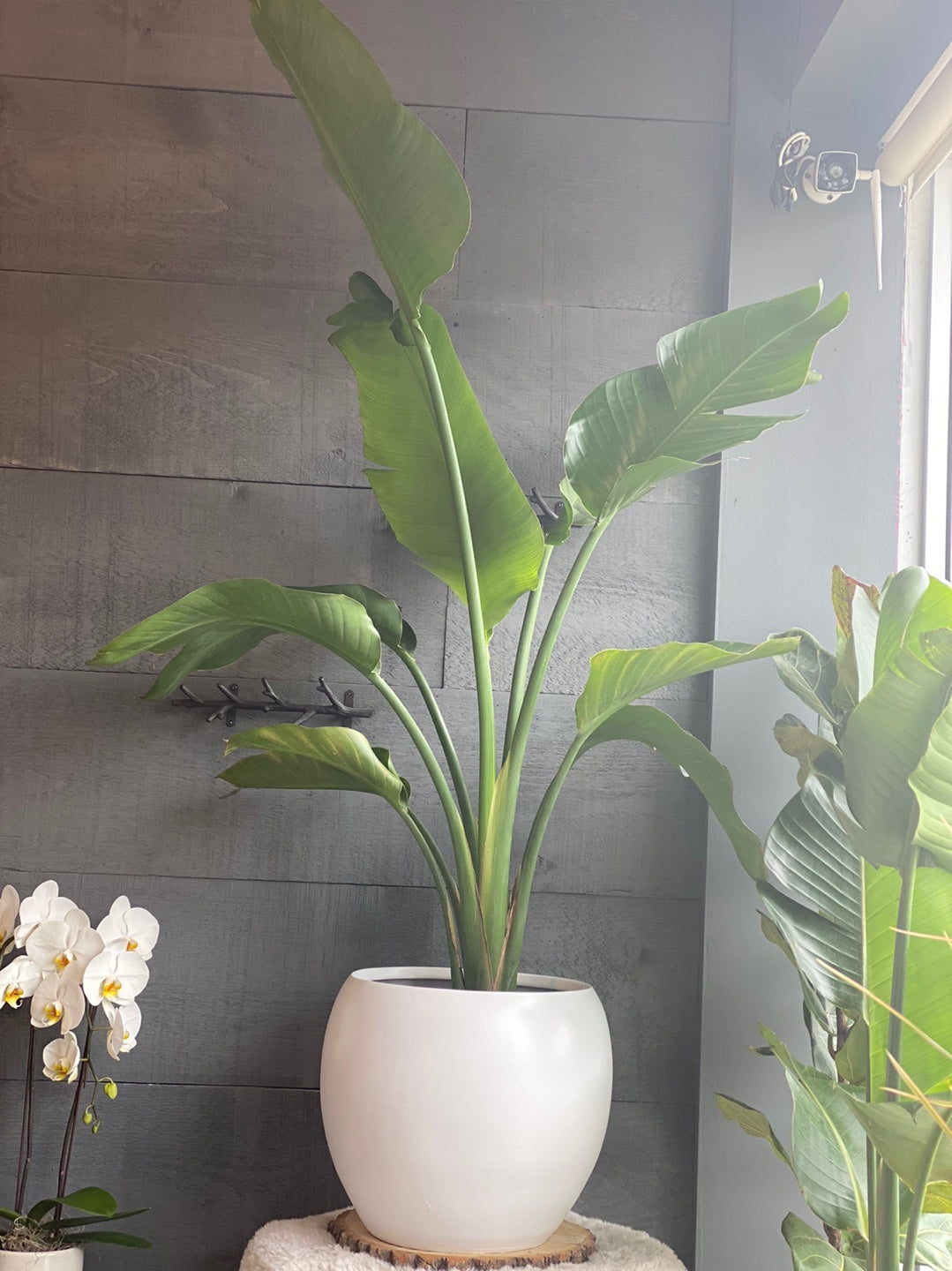 극락조