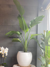 극락조