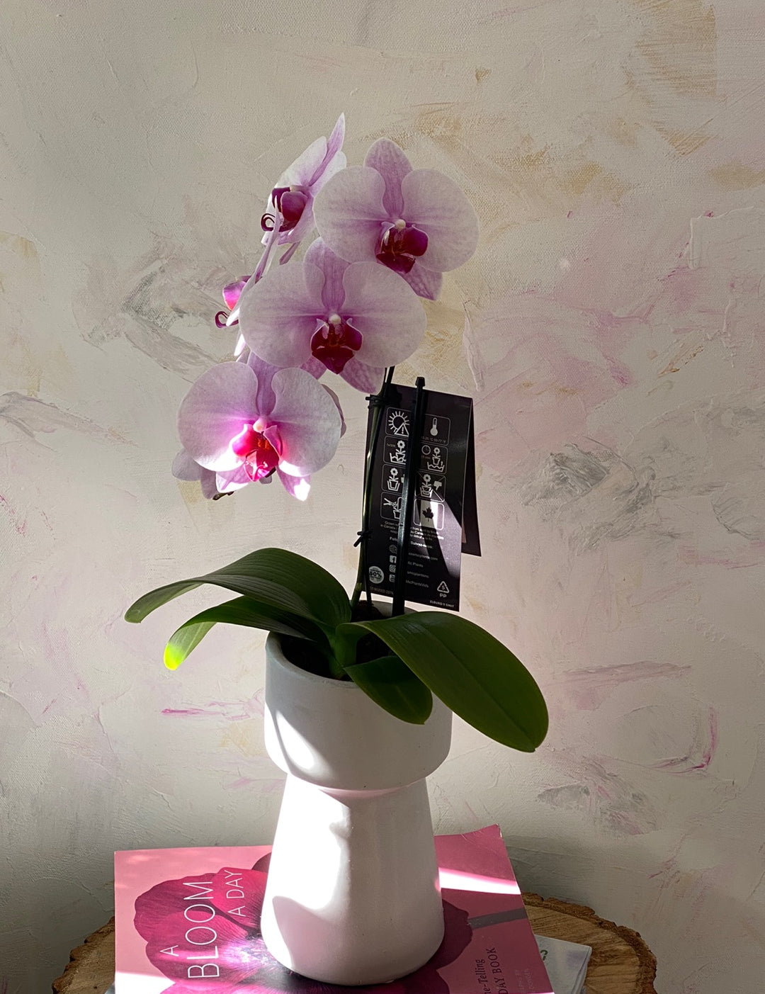 MOTHER'S DAY-Single Mini  Orchid