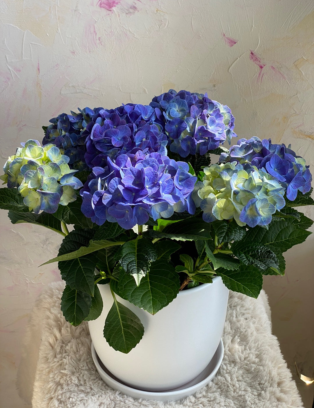 Hydrangea Flowers Pot