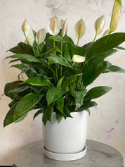 Peace Lily Sympathy Arrangement
