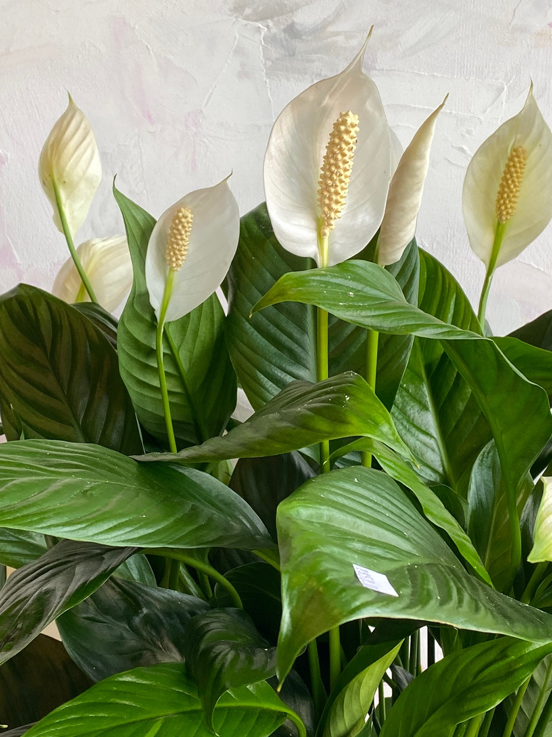 Peace Lily Sympathy Arrangement