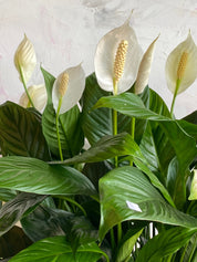 Peace Lily Sympathy Arrangement