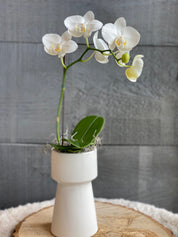 MOTHER'S DAY-Single Mini  Orchid