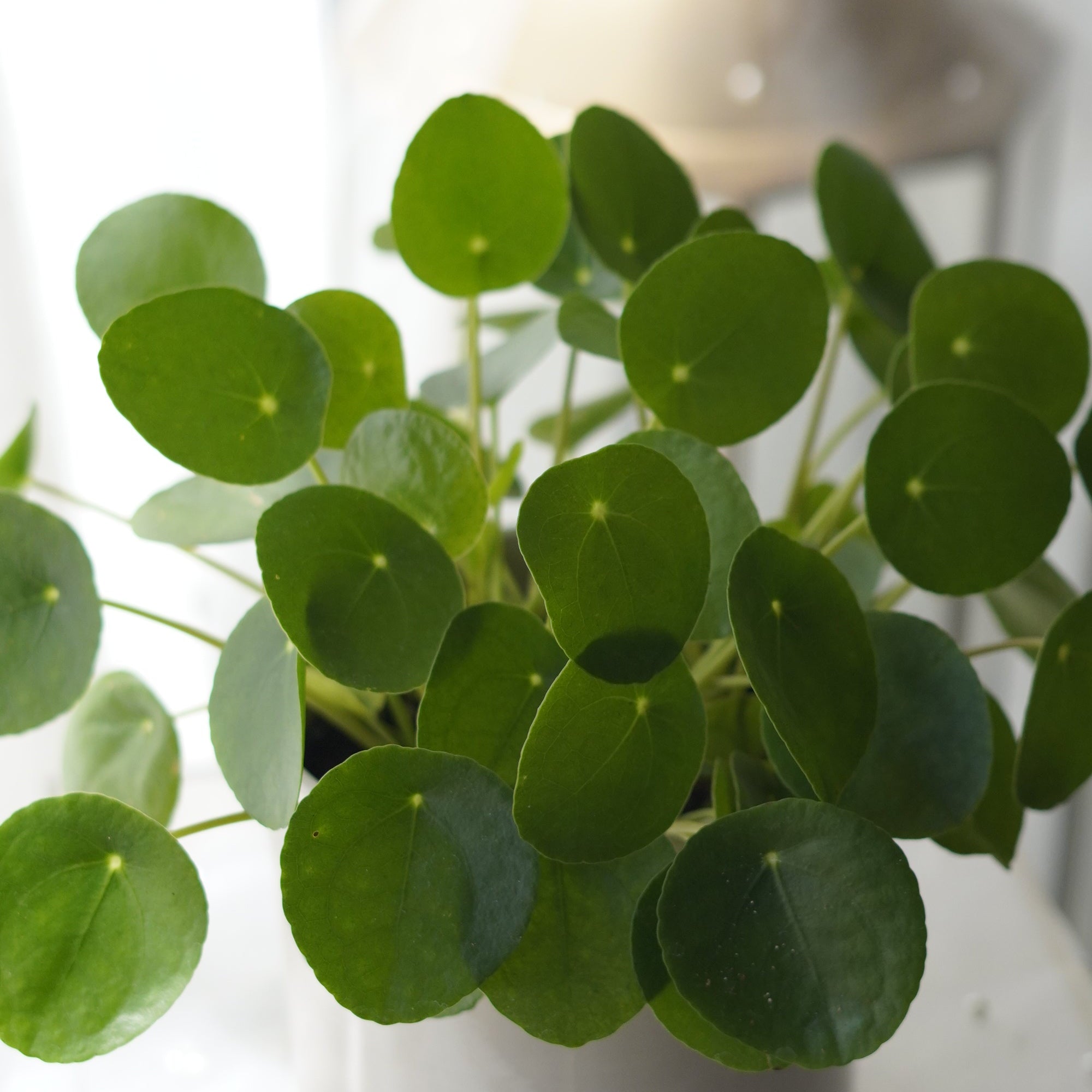 Plants