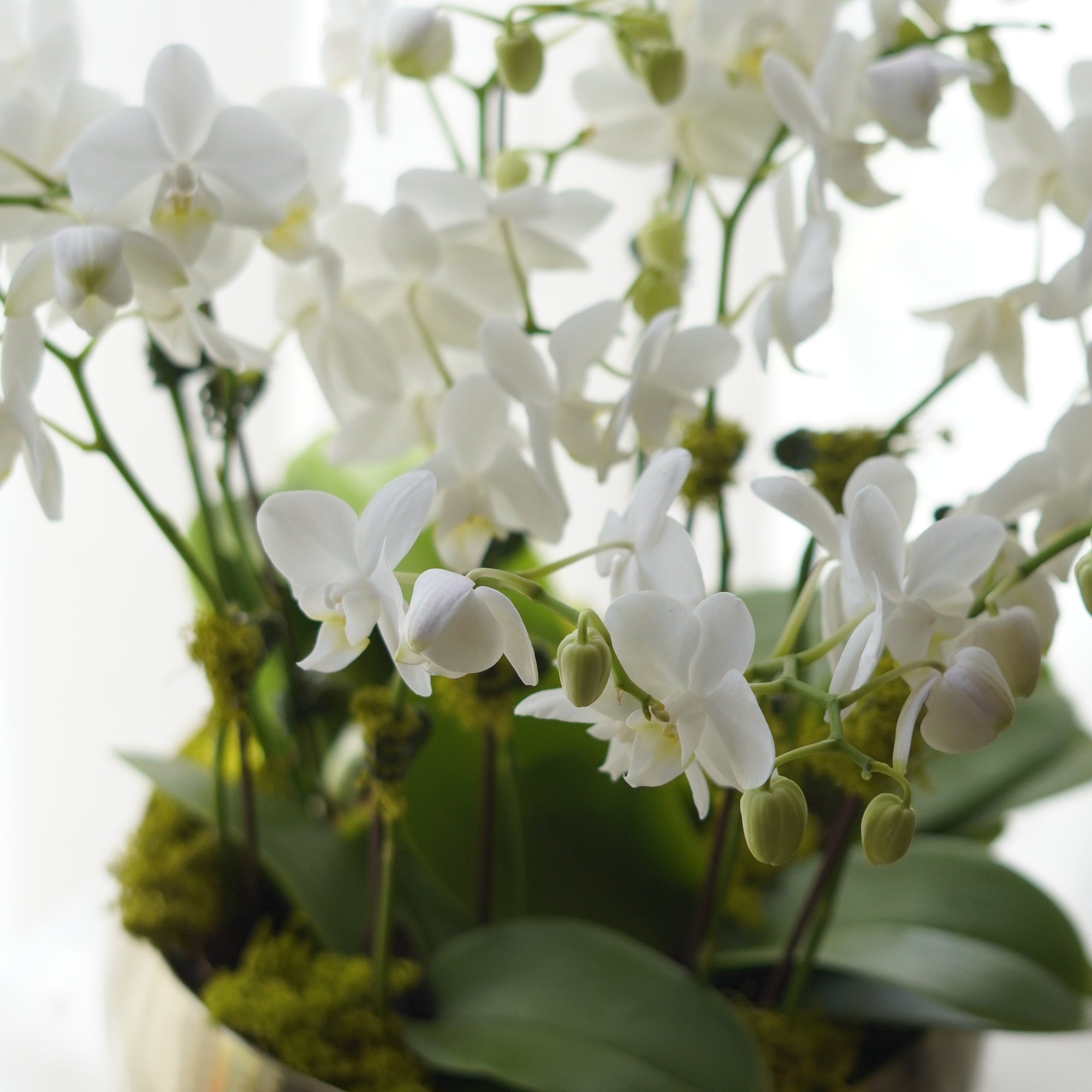 White Orchid Arrangement in Brass Bowl Pot by Moon's Flowers Oakville & Toronto