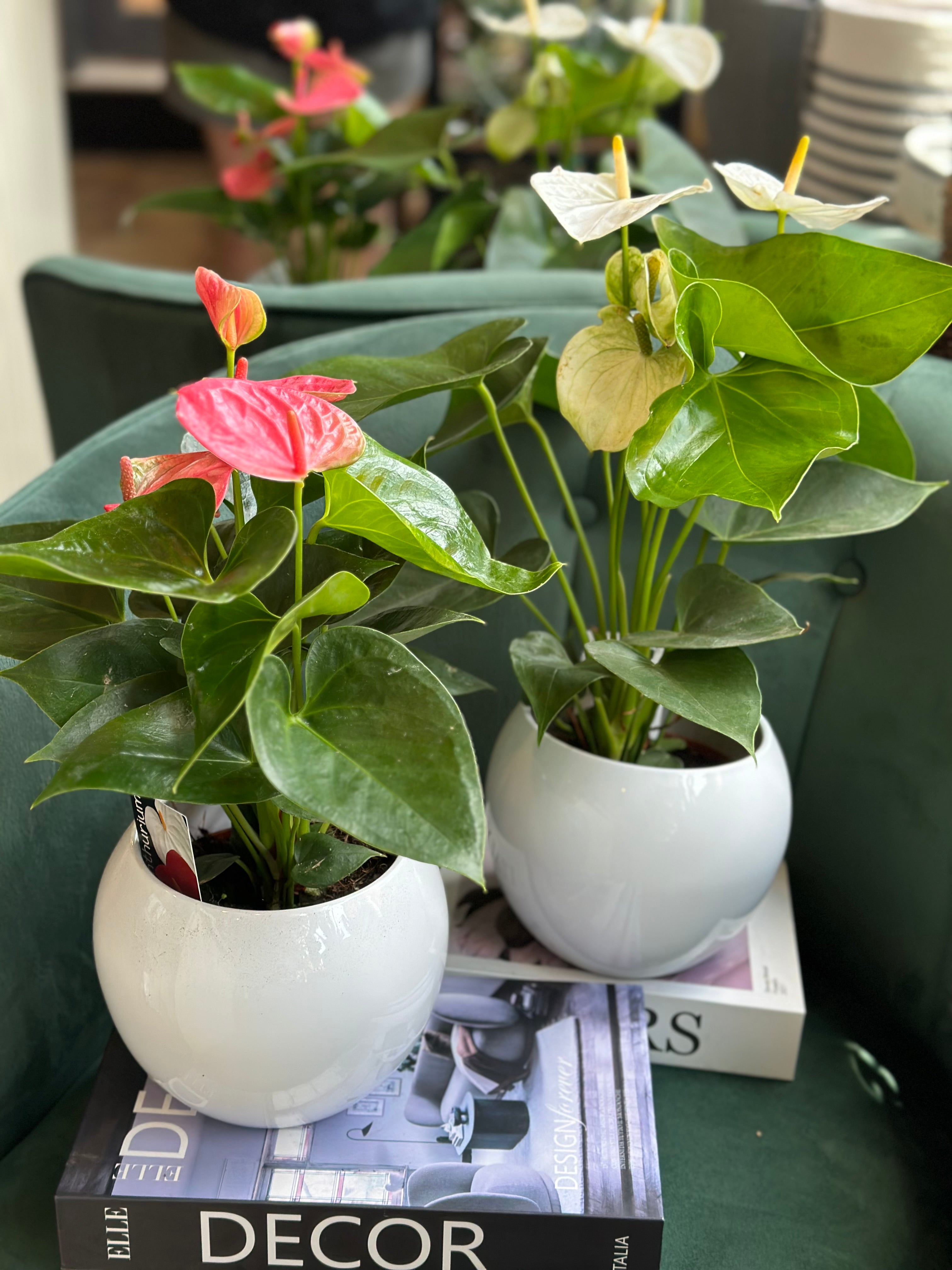 Anthurium  Pot