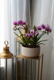 Mini Sympathy Orchids Pot