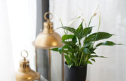 Peace lily
