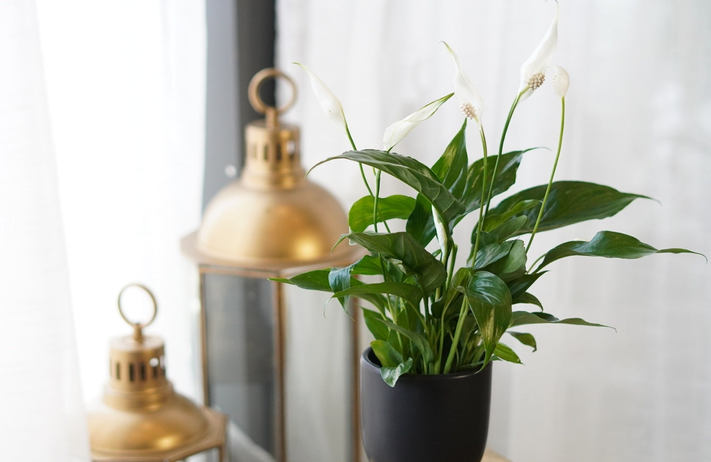 Peace lily
