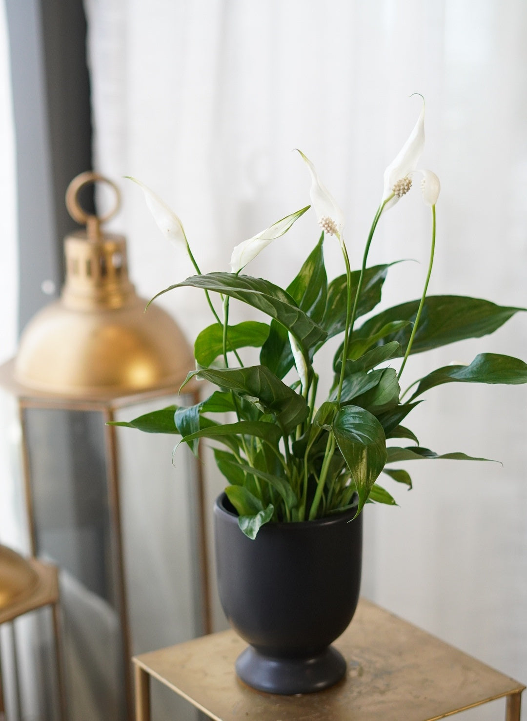 Peace lily