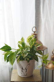 golden pothos plant ceramic pot indoor houseplant Toronto Moon’s Flowers