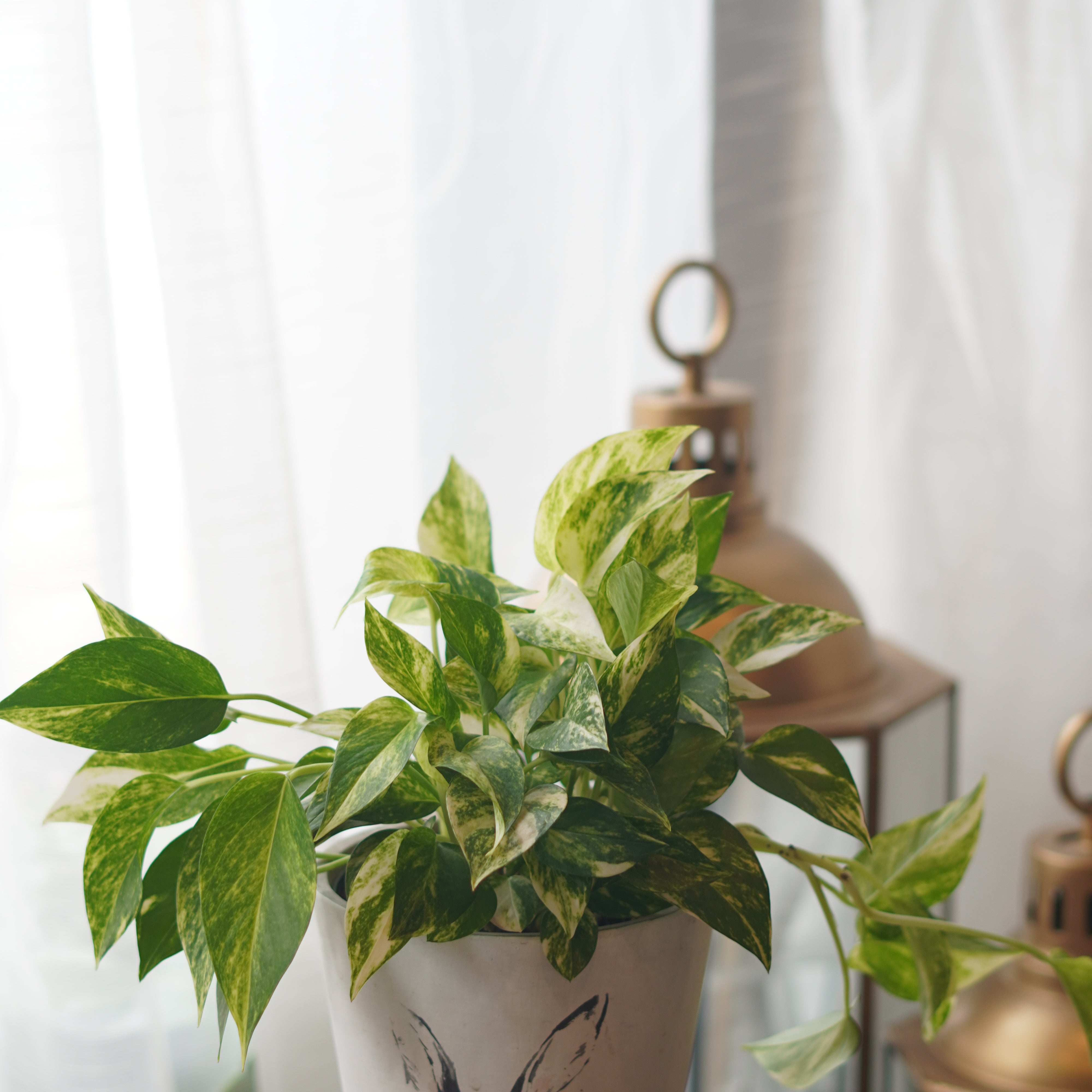 golden pothos plant ceramic pot indoor houseplant Toronto Moon’s Flowers