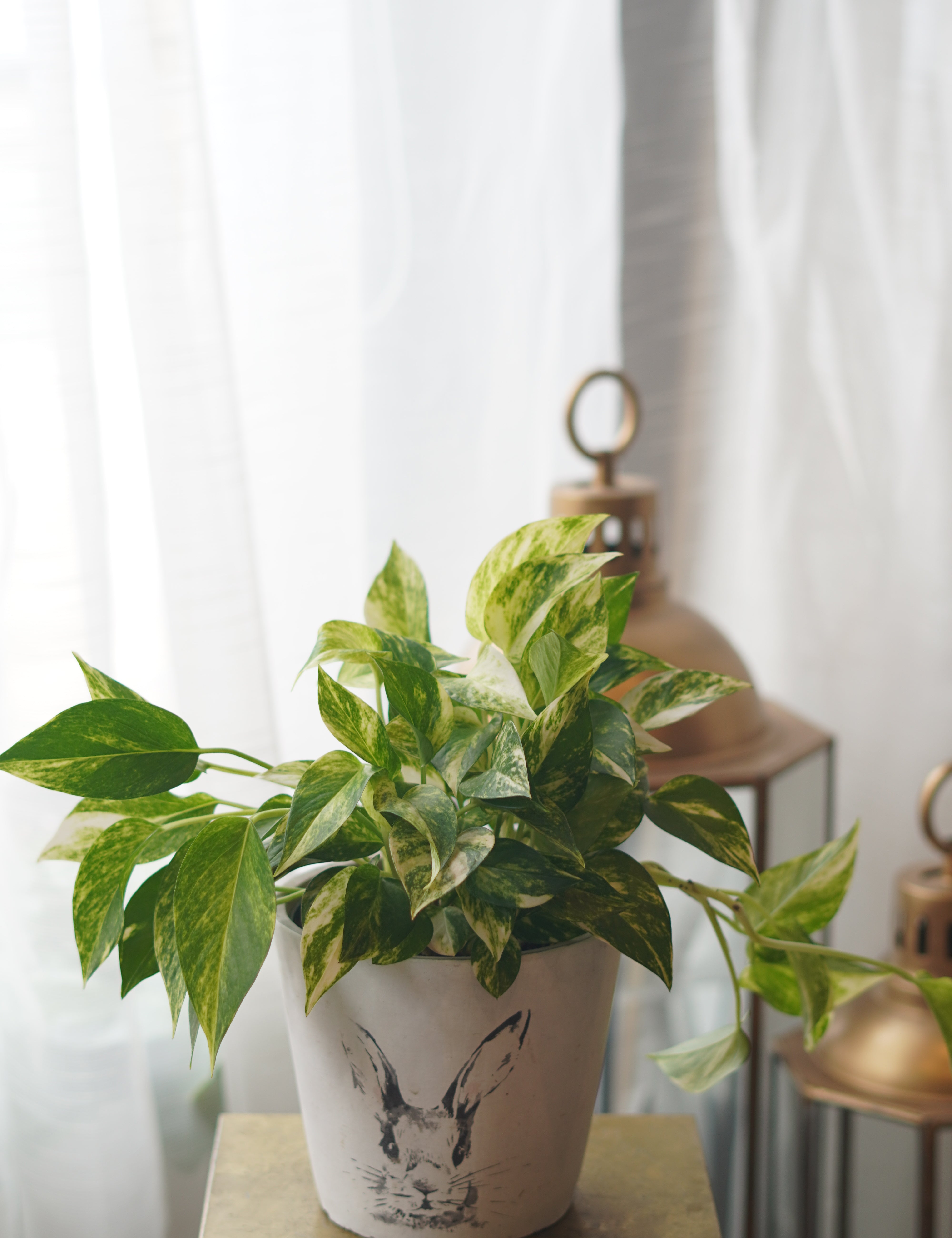 golden pothos plant ceramic pot indoor houseplant Toronto Moon’s Flowers